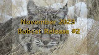 Bobcat Release 2 [upl. by Aidualk]