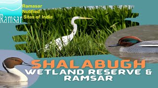 Shallabugh Wetland Reserve  Shalabugh Ganderbal Wetland  Ramasar Sites of India  4K Video [upl. by Esyli40]