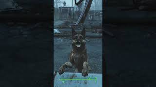 Dogmeat Is BEST BOY fallout fallout4 shorts [upl. by Aliber]