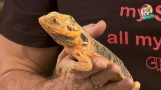 ReptilTV  Folge 41  Bartagamen Basics [upl. by Dnob]