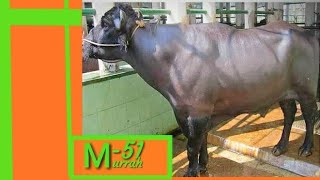 👌M51 Murrah 🍃Bull Brother of M29 Famous Bull Now at Hissar Bovine [upl. by Lizette10]