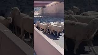 Sheep Parade Crossing in Cedar City Utah [upl. by Nyrahs636]