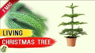 LIVING CHRISTMAS TREE  Norfolk Island Pine Tree  Living Xmas Tree Care Tips after Holidays [upl. by Delaney585]