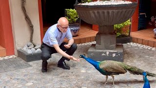 Los Pavo reales de San Cosme y San Damián Algo curioso en el centro de la Ciudad de México [upl. by Amador]