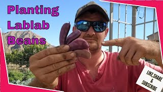 Planting and Growing Lablab beans  Hyacinth beans in October [upl. by Burget27]