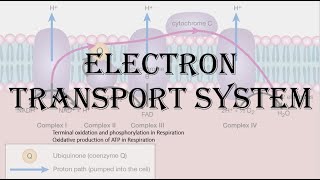 Electron transport system  HPU BSc 2nd Year [upl. by Dnallor]