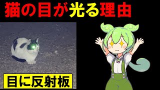 猫の目にはタペタムがある！猫が暗闇で動ける理由とは？【voiceroid解説】 [upl. by Enomahs]