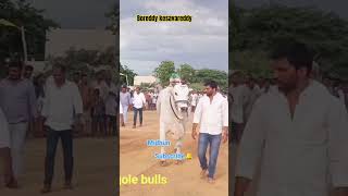 boreddy kesavareddy bull  Veera Narasimha Reddy bull subscribe 🔔 my channel [upl. by Debby]