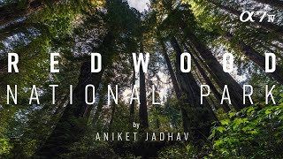 Redwood National Park  4K Cinematic Family Tour Video [upl. by Nona]