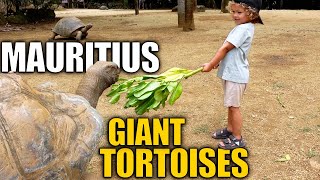 Giant Tortoises Mauritius at La Vanille  Things to do in Mauritius [upl. by Aihsakal559]