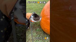 パンプキン🎃嗅ぐ猫ハロウィン👻cat 猫動画 ハロウィン 猫のいる暮らし 軽井沢 [upl. by Brom64]