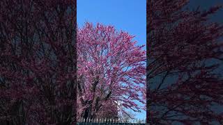 Judas tree judas tree flowers violet buhayprobinsya france [upl. by Ainer]