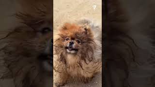 😂 La CARA de quotYO NO HICE NADAquot de este PERRITO al ser DESCUBIERTO TODO EMBARRADO [upl. by Otxilac]