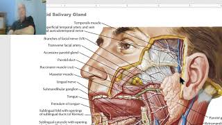 Anatomy of head and neck module in Arabic 30 Parotid gland part 1  by Dr Wahdan [upl. by Nahsin]