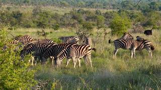 Kruger Trip November 2023  Day 9 11th November 2023 Tamboti to Timbavati and back [upl. by Winebaum]