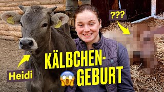 Kuh wird Mama Kälbchengeburt auf Ronjas Hof Farm Vlog I Hundert Hektar Heimat [upl. by Riggins]