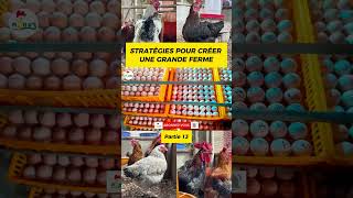 P13 Comment CRÉER VOTRE FERME Voici les stratégies pouletgoliath investiraupays agriculture [upl. by Peony]