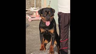 Jharkhand Kennels Alexa doglover rottweilerlove pets puppy toprottweilerkennelindia dog love [upl. by Ivah]