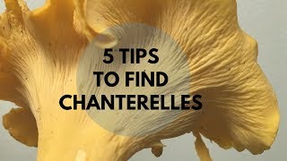 5 Tips to Find Chanterelles [upl. by Orren]