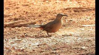 Crissal Thrasher  Pat ONeil Video Bird IDs [upl. by Eiralc]