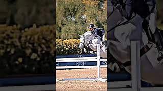 Greys or bays 🤭 tiktok equestrain horse shorts edit [upl. by Beutner]