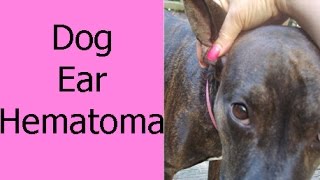 Dog Ear Hematoma [upl. by Sorce]