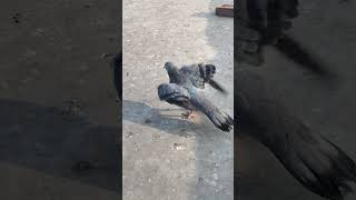 Ab Jake iska Nasha ultra h pigeon pigeonlovr bird viralshorts viralvideo [upl. by Esined]