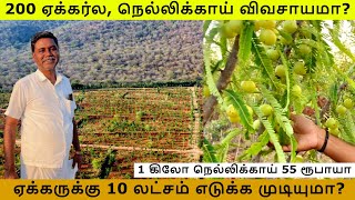 1 கிலோ நெல்லிக்காய் 55 ரூபாயா ஏக்கருக்கு 10 லட்சம் எடுக்க முடியுமா  Gooseberry Farming Tamil [upl. by Airemahs]