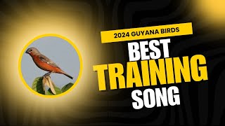 2024 Best Training Song For Towa Towa Curio Bullfinch ChestBellied SeedFinch In Guyana [upl. by Venita]