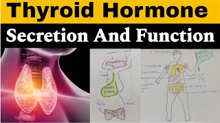 Thyroid Hormone  Functions  Regulation of Secretion  in hindi  Endocrinology [upl. by Coheman]