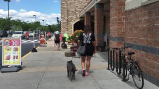 Off Leash K9 Trained Pit Bull and A 12 Year Old Pit Bull Dog Training in DMV [upl. by Fernas]