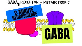 2Minute Neuroscience GABA [upl. by Stephens]