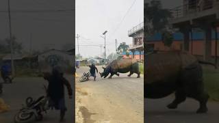 Rhino Attack On Manas 🦏 [upl. by Eecyal]