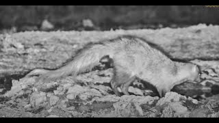 On The Prowl White Tailed Mongoose hunts Around Ol Donyo Pan [upl. by Thill]