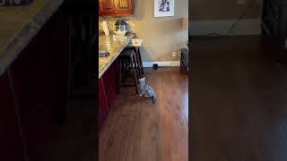 Cat gets scared by tin foil on the kitchen counter and jumps away  CONTENTbible Shorts [upl. by Dallis]