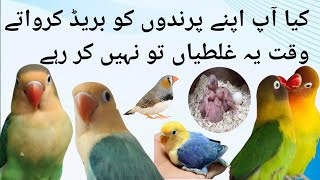 Breeding mistakes  Lovebirds breeding season tips love4birds [upl. by Anialam]