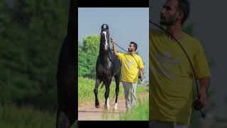 Stalllion 🏆⭐️Maur dhwaj⭐️🏆 65”4 teethTwo teeth Balotra winnerSire Rajveer Pavdasan Pure Ratnakar [upl. by Yliak]