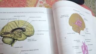 LATERAL VENTRICLES of BRAIN part 1body of ventricle [upl. by Juback]