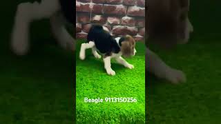 Beagle price in india  beagle puppy price  shorts doglover beagle beagle [upl. by Dupaix]