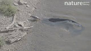 Wels catfish Silurus glanis attacks Feral pigeon Columba livia domestica River Tarn France [upl. by Weywadt]