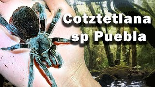 Ficha de cuidados de Cotztetlana sp Puebla [upl. by Enitselec]