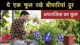 Aparajita Flower Benefits  अपराजिता फूल के अनसुने फ़ायदे  Butterfly pea flower  Ayurvedic Herbs [upl. by Kayley]