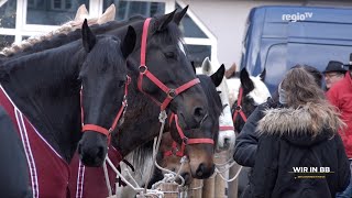 Darfs ein Pferd mehr sein Wir in BB [upl. by Monte]