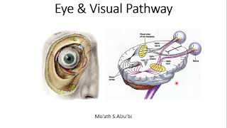 Eye amp Visual Pathway please see description for correction of last two slides quotQuadrantanopiaquot [upl. by Slaughter641]