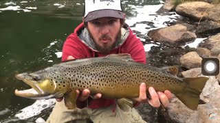 Deschutes River Fly fishing giant brown trout [upl. by Ahseer]