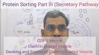 Protein Sorting Part III  Secretory Pathway COPIcellbiology clathrincoat [upl. by Dillie]