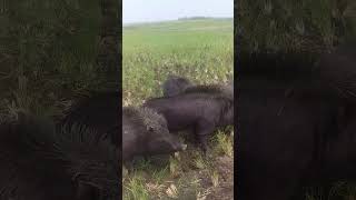 pets boarstiger vs boar farming wildhog animals villagelifeshorts [upl. by Trebeh719]