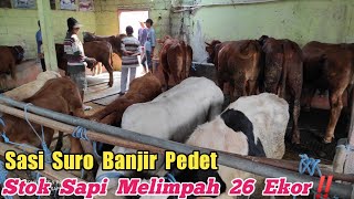 Sasi Suro 🔥Banjir Pedet Stok Sapi Melimpah 26 Ekor‼️Agen Sapi Cak Sutris Wonokerto kec Bantur [upl. by Araht]