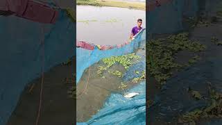 Village amazing boy net fishing 🐟🐟shorts facts amazingfacts trding vairalvideo [upl. by Rovit]