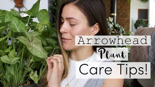 Arrowhead Plant Care Tips amp Tricks  Syngonium Vine Houseplant Care [upl. by Marika]